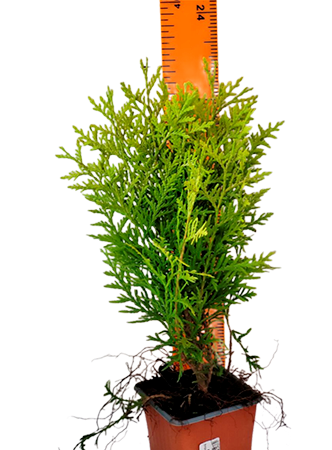 Туя западная Глобоза Ауреа